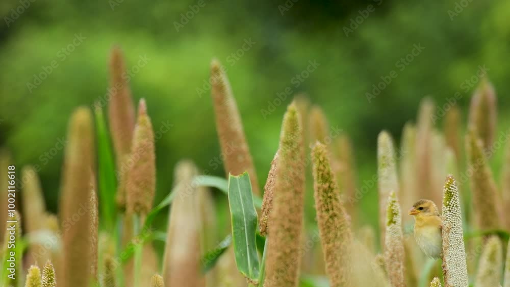 Baya weaver bird feeding in Pearl Millet field Baya weaver bird feeding in Pearl Millet field