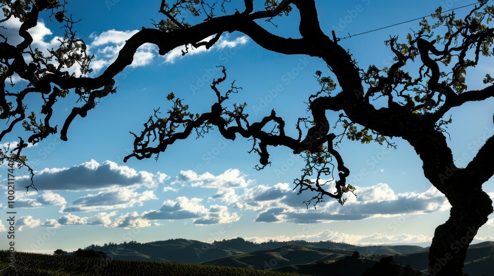 Silhouette of Tree Branches Against Scenic Sky Silhouette of Tree Branches Against Scenic Sky