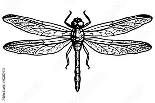 Dragonfly hand drawing vintage engraving illustrator