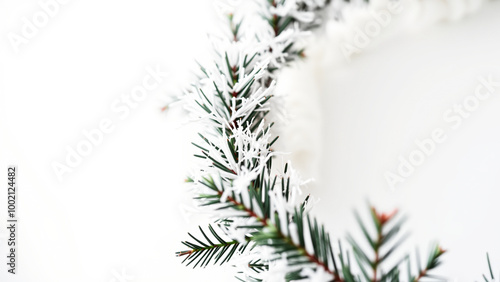 Snowy Pine Branch on White Background