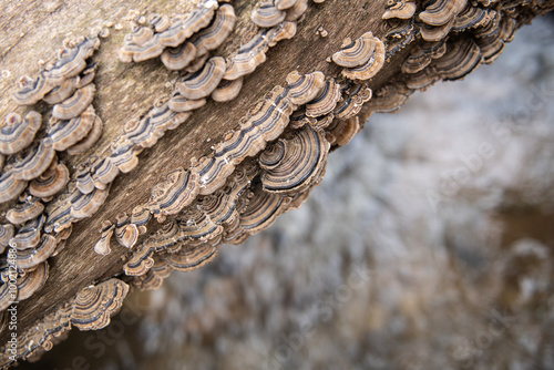 tree fungus that grows between dead trees and covers most of the tree trunk.
 photo