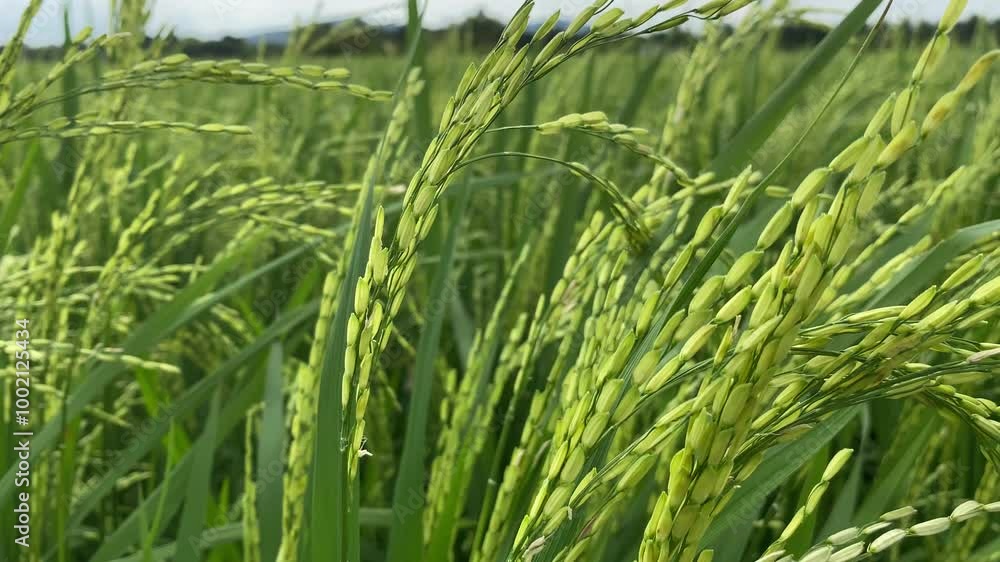 Close-up View of Rice Paddy Field