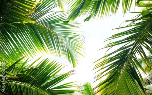 Green palm leaves framing the sky from below. Tropical nature background.