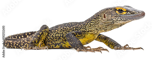 The yellow-spotted monitor, also known as the New Guinea Argus monitor, displayed on a white background photo