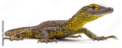 The yellow-spotted monitor, also known as the New Guinea Argus monitor, displayed on a white background photo