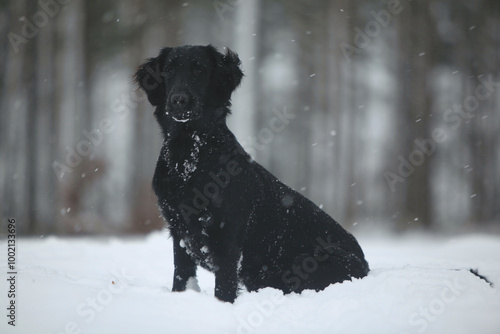 black flat coated retriever sitting dog in snow