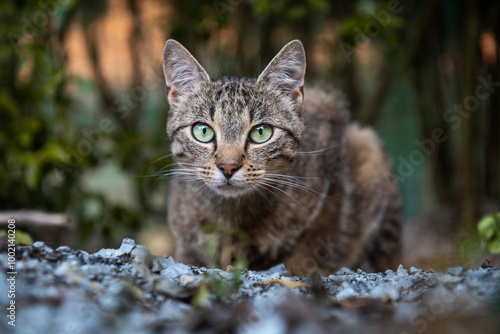 Obraz na plátne Cute domestic cat stalking prey garden close up portrait