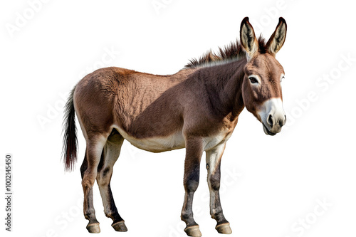 Donkey in full growth on a transparent background