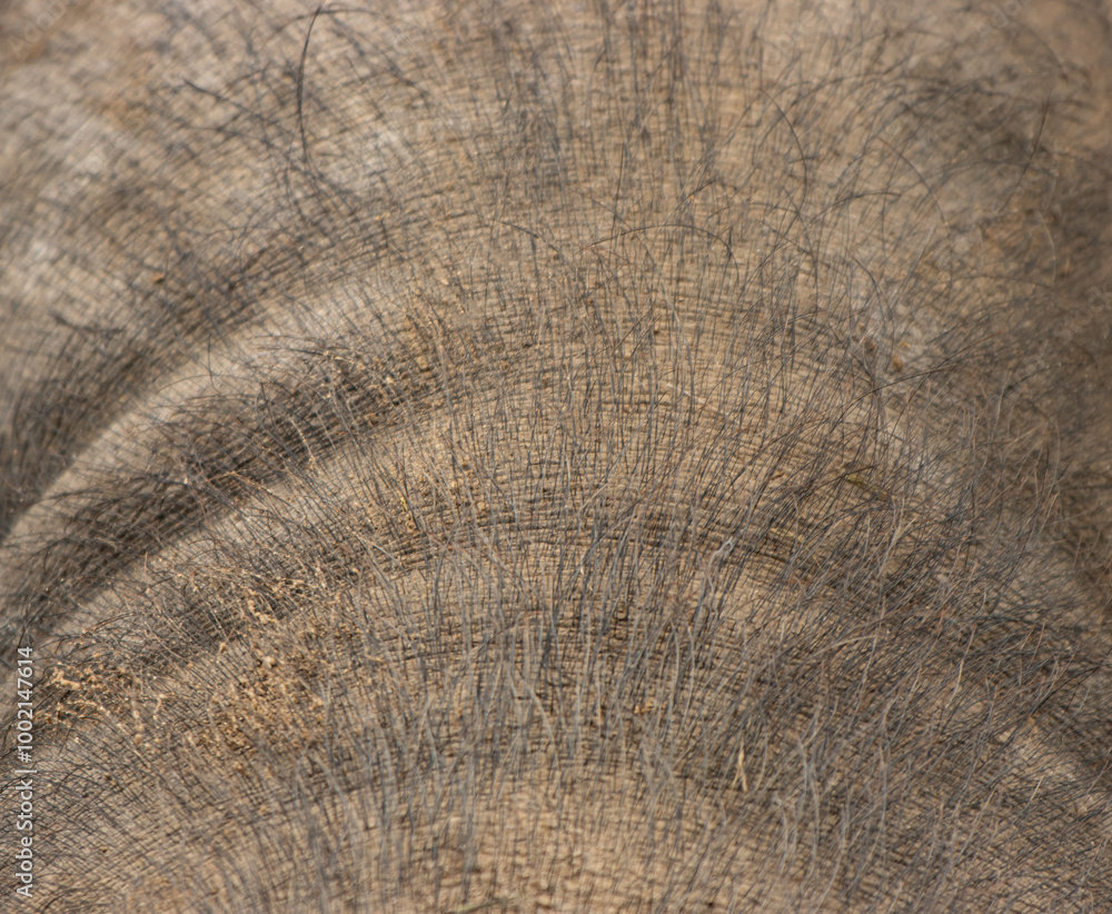 Fototapeta premium skin with black pig hair as background.
