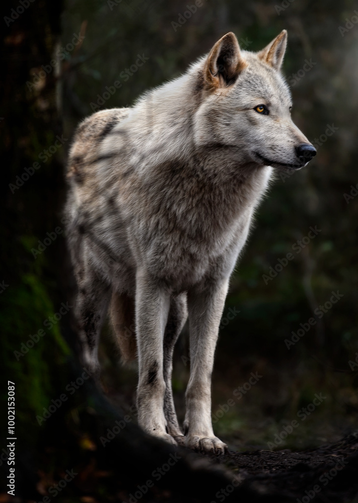 Fototapeta premium A close up of a Grey Wolf (Gray Wolf) in the trees