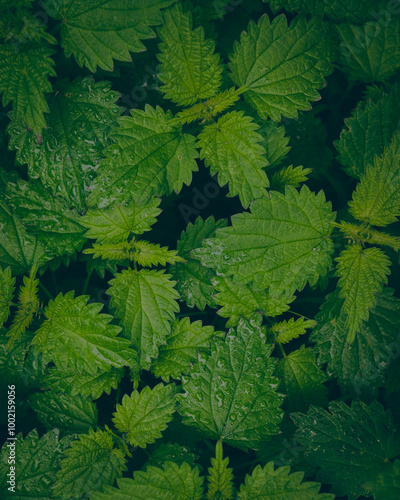 green leaves background