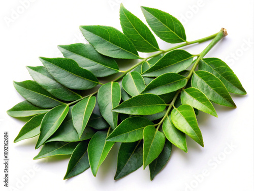 Fresh Curry Leaves Vibrant and Aromatic Isolated on White Background photo