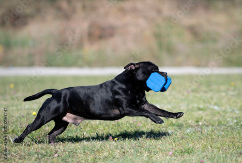 obedience training with a staffie photo