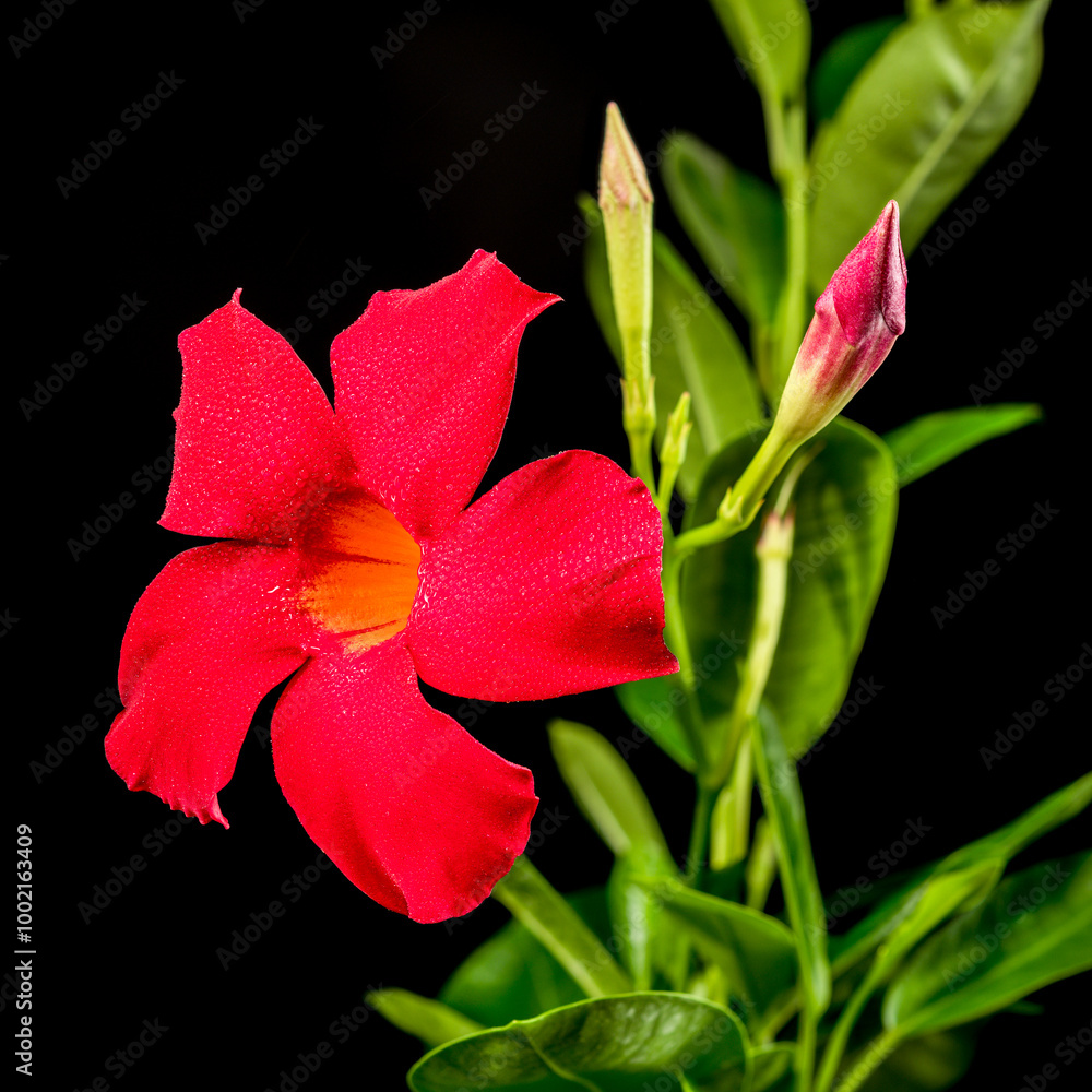 Blooming Dipladenia red on a black background Blooming Dipladenia red on a black background