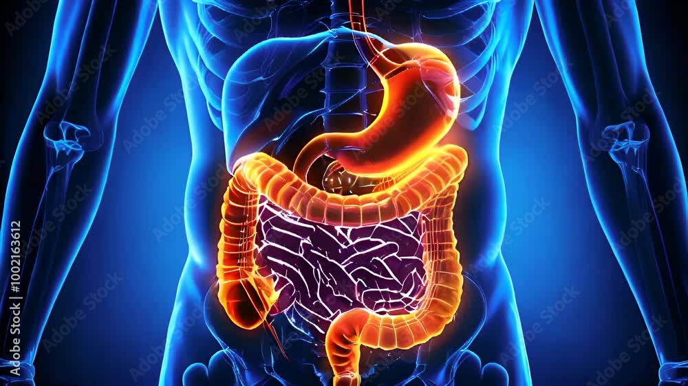 3D Medical Visualization of Digestive System 3D Medical Visualization of Digestive System