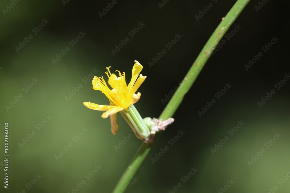 Chondrilla juncea is a species of flowering plant in the family Asteraceae Chondrilla juncea is a species of flowering plant in the family Asteraceae