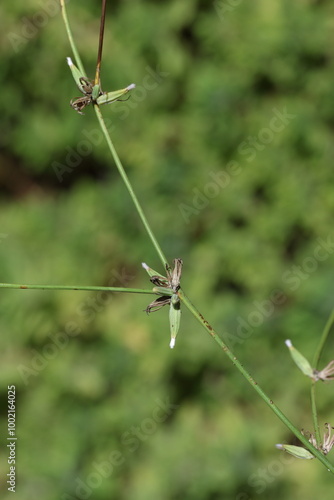 Chondrilla juncea is a species of flowering plant in the family Asteraceae photo