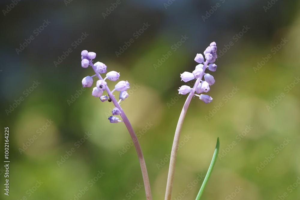 muscari parviflorum flowers in september muscari parviflorum flowers in september