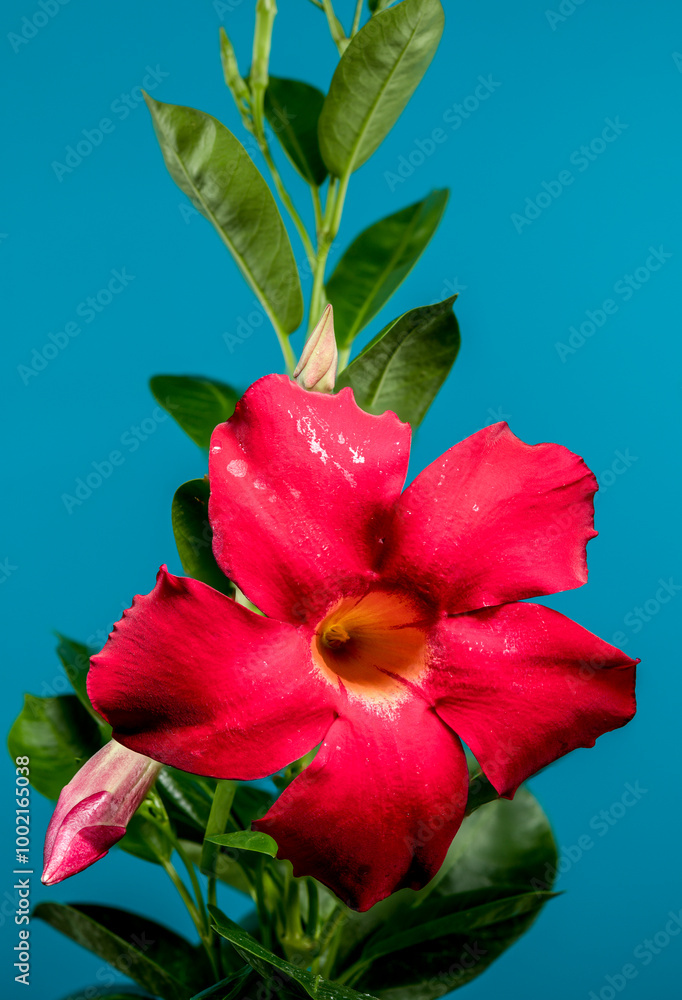 Blooming Dipladenia red on a blue background Blooming Dipladenia red on a blue background