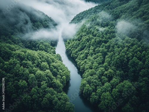 Serene Aerial View of a Winding River Through a Dense Forest: Perfect Poster for Nature-Inspired Sports Interiors with Vibrant Green Foliage and Mystical Mist