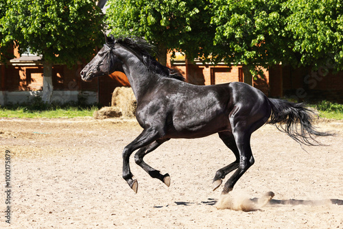 Obraz na płótnie Black thoroughbred horse runs gallop in ranch w salonie
