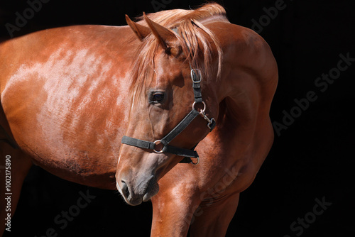 Obraz na płótnie Beautiful bay race horse standing in the stable door w salonie