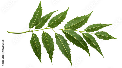 Medicinal neem leaves Azadirachta indica Siamese, Isolated on transparent PNG back, Generative ai