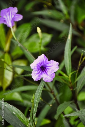 A vibrant purple flower blooms amidst lush green foliage