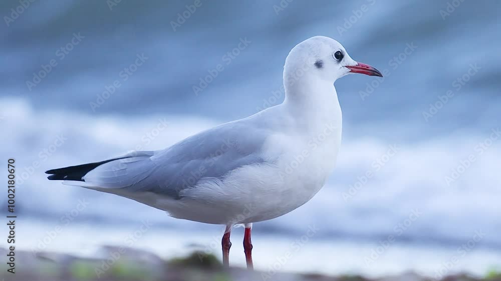 seagull stands on the shore against the backdrop of rolling waves seagull stands on the shore against the backdrop of rolling waves