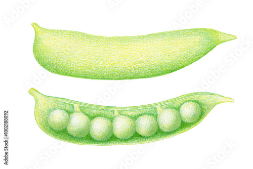 色鉛筆で描いたえんどう豆