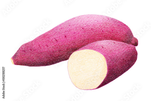 色鉛筆で描いたサツマイモ