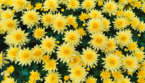 Autumn Scene of Daisy Blooming in Jinan Baotu Spring Park