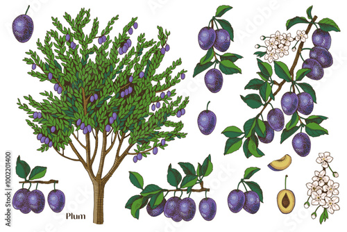 Plums hand drawn vector set