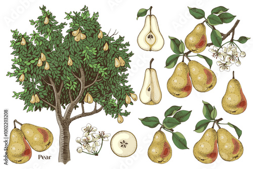 Pears hand drawn vector set