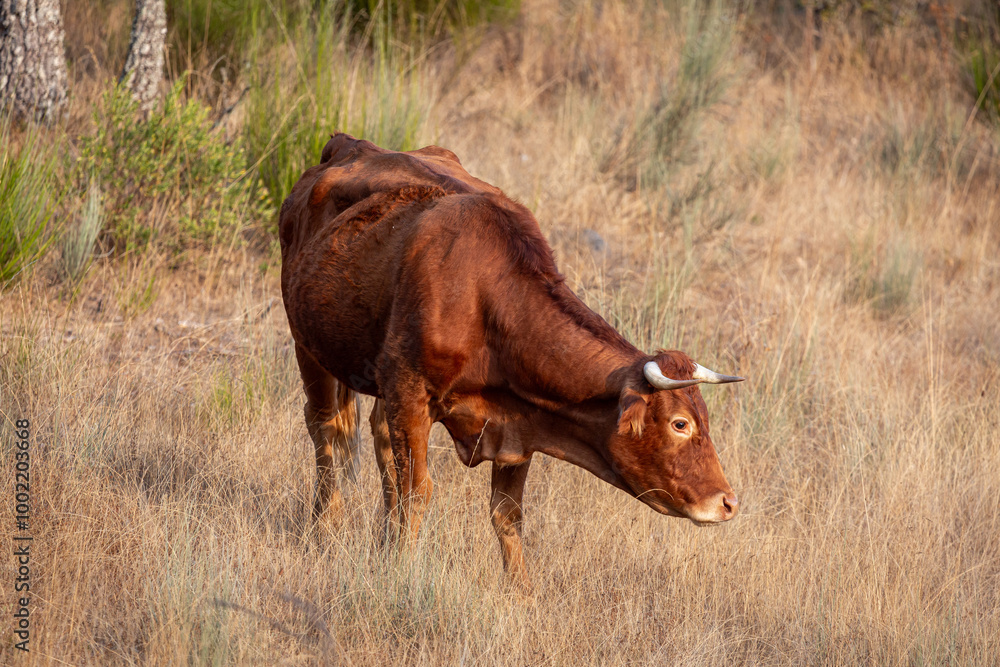 Cow with reddish brown fur in the mountain pastures. Cow with reddish brown fur in the mountain pastures.