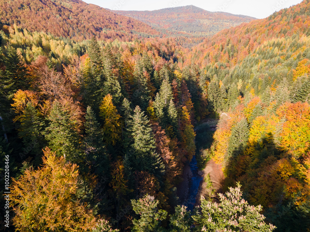 Vibrant Autumn Forest Landscape