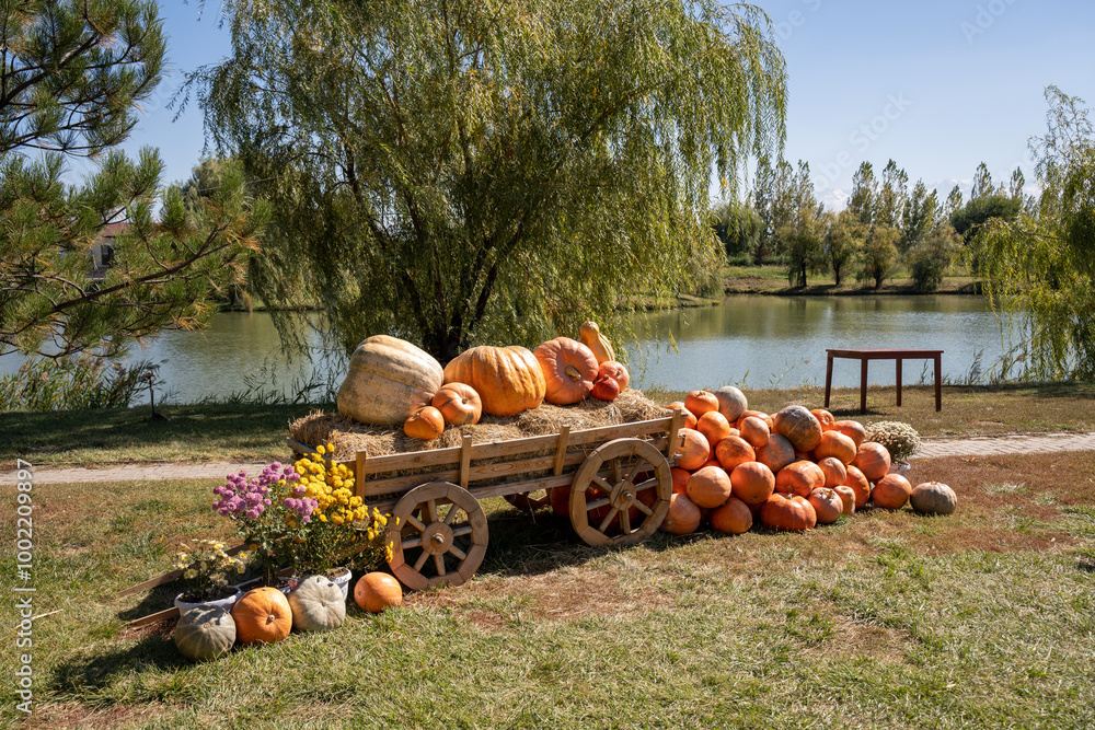 Pumpkin harvest festival, pumpkin picking for halloween, giant pumpkins for competition Pumpkin harvest festival, pumpkin picking for halloween, giant pumpkins for competition