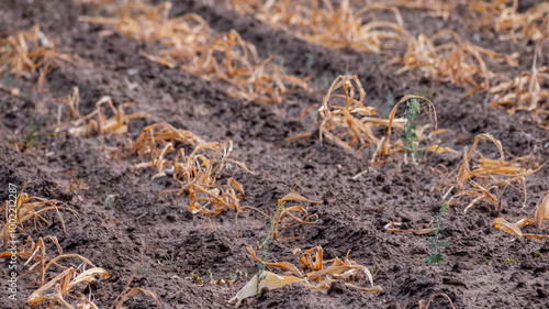 Fotografía Drought-stricken agricultural field illustrating severe crop failure and environ