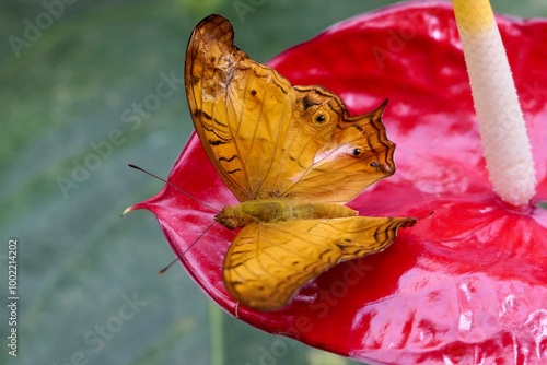 Vindula dejone Schmetterling auf einer roten Flamingoblume.