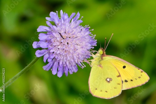 Postillon Schmetterling auf einer fliederfarbenen Acker-Witwenblume.
