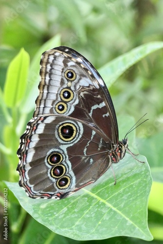 Seitenansicht eines blauen Morphofalters ( Morpho peleides ).