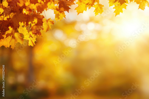 Autumn Serenity, vibrant maple leaves illuminated by soft sunlight, creating a warm, inviting backdrop of fall beauty.