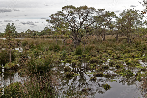 Fen area with tree reflecting in the water photo