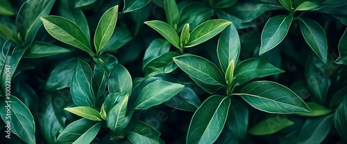 Wallpaper Mural Lush green leaves of a plant, creating a natural backdrop for your design. Torontodigital.ca