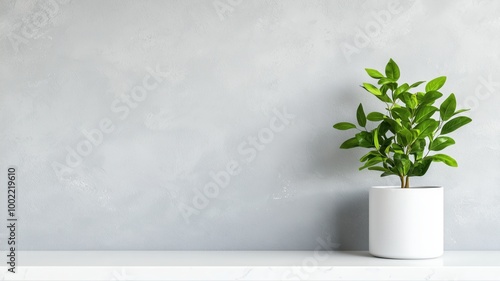 A lush green plant in a modern white pot, placed elegantly on a minimalist shelf against a soft gray wall, creating a serene and fresh atmosphere for any living space.