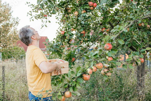 Farmer picking apples from tree in orchard