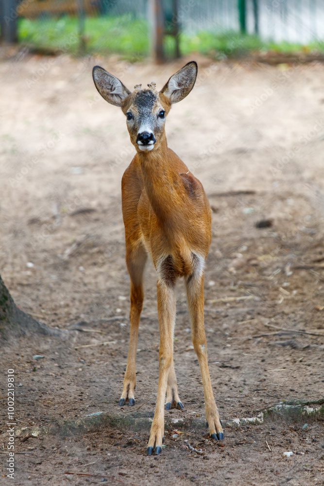 A deer is standing in a dirt field A deer is standing in a dirt field