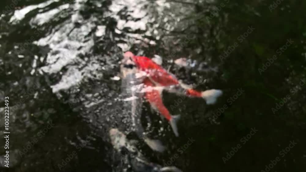 hand holding fish food and throwing it to the pond to feed hungry koi fish hand holding fish food and throwing it to the pond to feed hungry koi fish