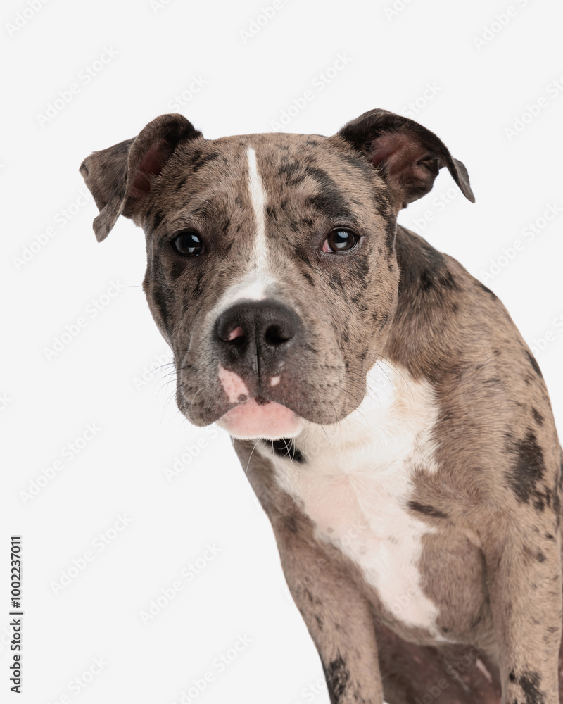portrait of adorable american bully dog looking at camera portrait of adorable american bully dog looking at camera