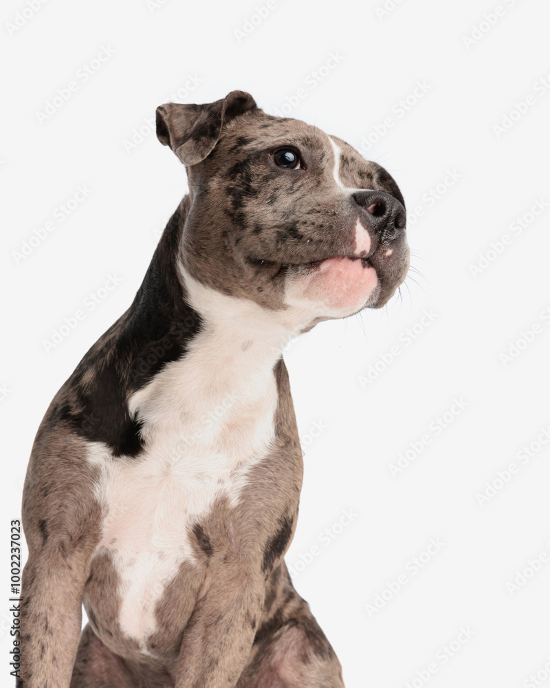 curious american bully puppy looking away and sitting curious american bully puppy looking away and sitting